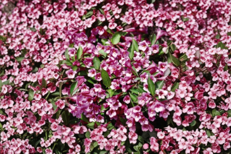 Minuet Weigela Live Rooted Cutting 8-12 Inches Pink Flowering Shrub Weigela florida ‘Minuet’ for Garden Planting