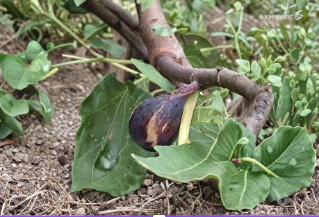 Greek Isles Black Jack Fig Tree Cuttings - 10 Unrooted Scions for Propagation - Ficus carica - Home Garden Growing