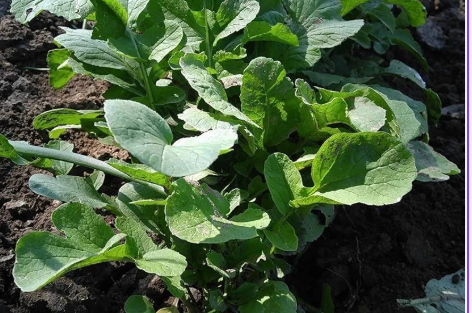 Bloomsdale Spinach Seeds - 1,250 Seeds for Leafy Green Vegetable Garden - Spinacia oleracea, Dark Green Crinkled Leaves