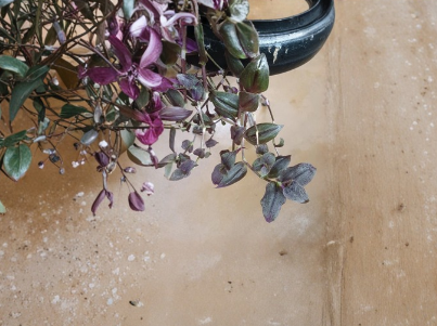 Tradescantia Zebrina Cuttings - Unrooted Purple Velvet Houseplant Propagation - Live Indoor Plant for Easy Growth