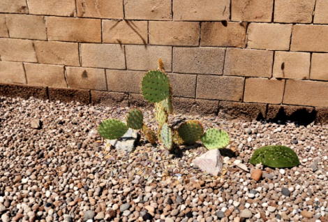 Opuntia Aciculata Cactus Pad Cutting – 1 Live Unrooted Chenille Prickly Pear for Propagation - Drought Tolerant Cactus