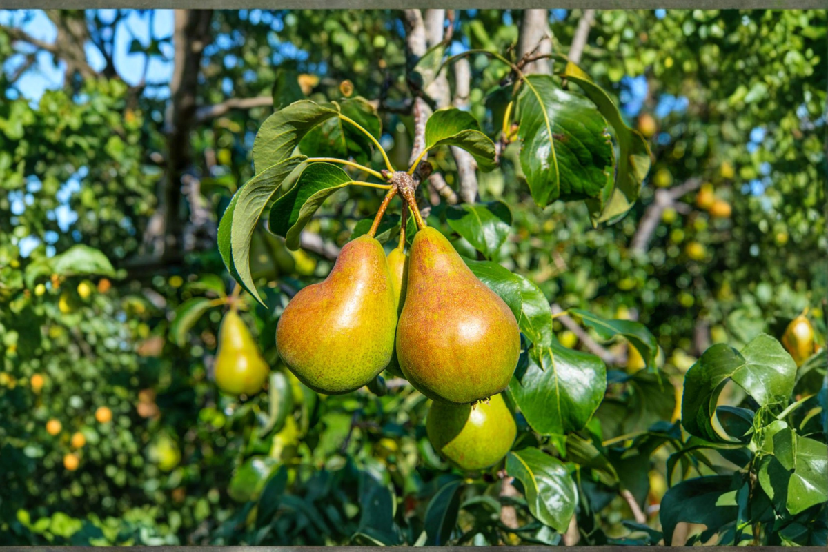 Warren Pear Tree 4-6 Ft Live Fruit Tree – Sweet Green Pears Pyrus communis Garden Orchard Plant