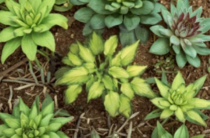 Hosta Plant 2.5 Inch Pot Emerald Ruff Perennial Foliage Green Hosta ‘Emerald Ruff’ for Shade Garden or Container Growing
