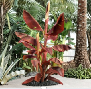 Siam Ruby Variegated Banana Plant Starter - Live Rooted Musa 'Siam Ruby' for Tropical Gardens or Container Planting
