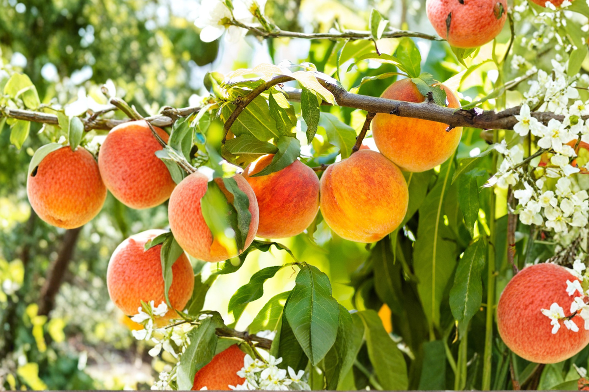 Ranger Peach Tree 4-6 Ft Live Fruit Tree – Sweet Juicy Peaches Plant, Outdoor Orchard Tree for Home Garden
