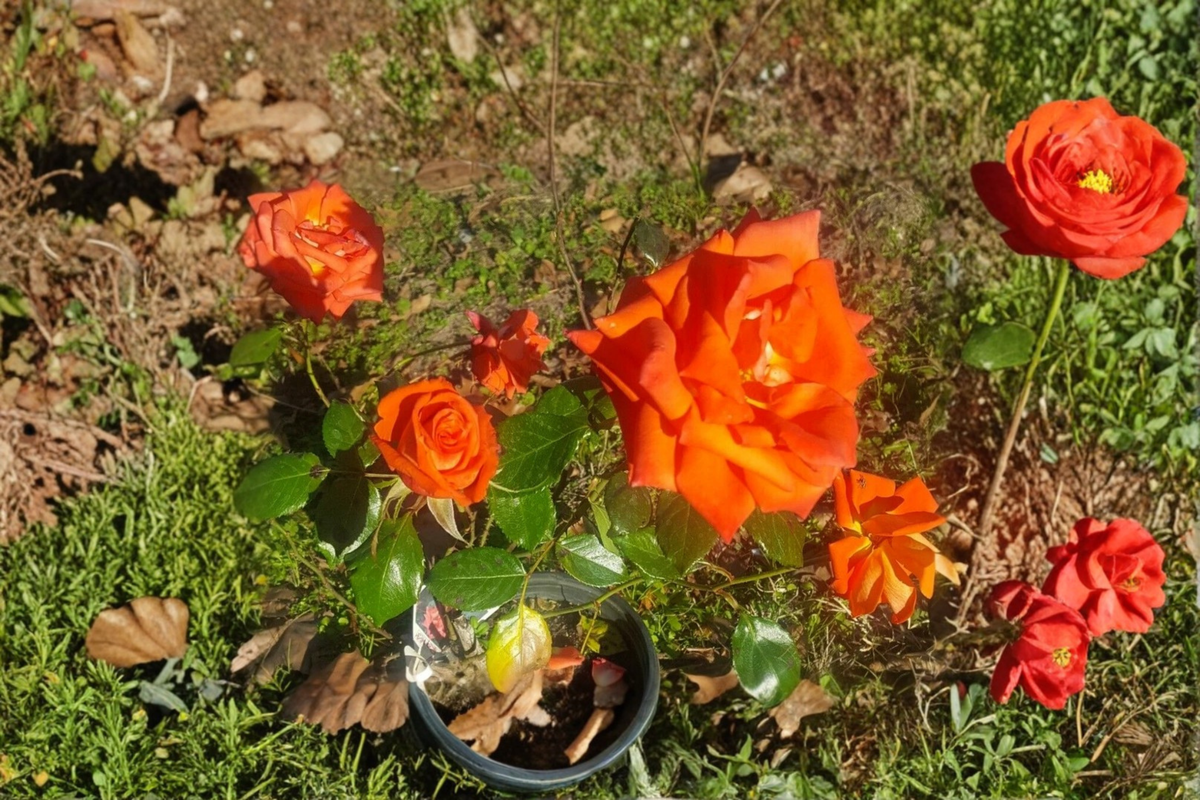 Marina Floribunda Rose Plant 2 Gal – Salmon Orange Everblooming Rose Bush Live Plant for Garden Landscape No Ship CA