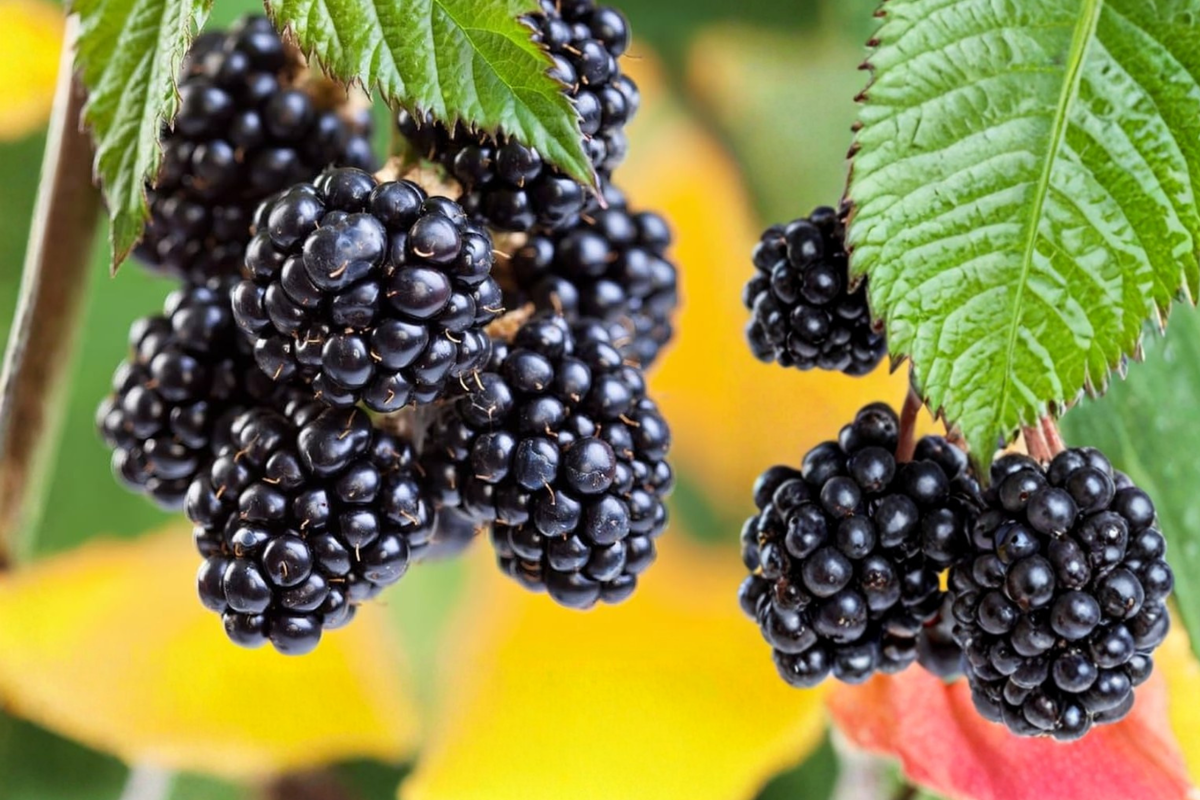 Apache Thornless Blackberry Plant 1 Gallon Live Fruit Bush for Garden, Thornless Blackberry Shrub Outdoor 6–36 Inches