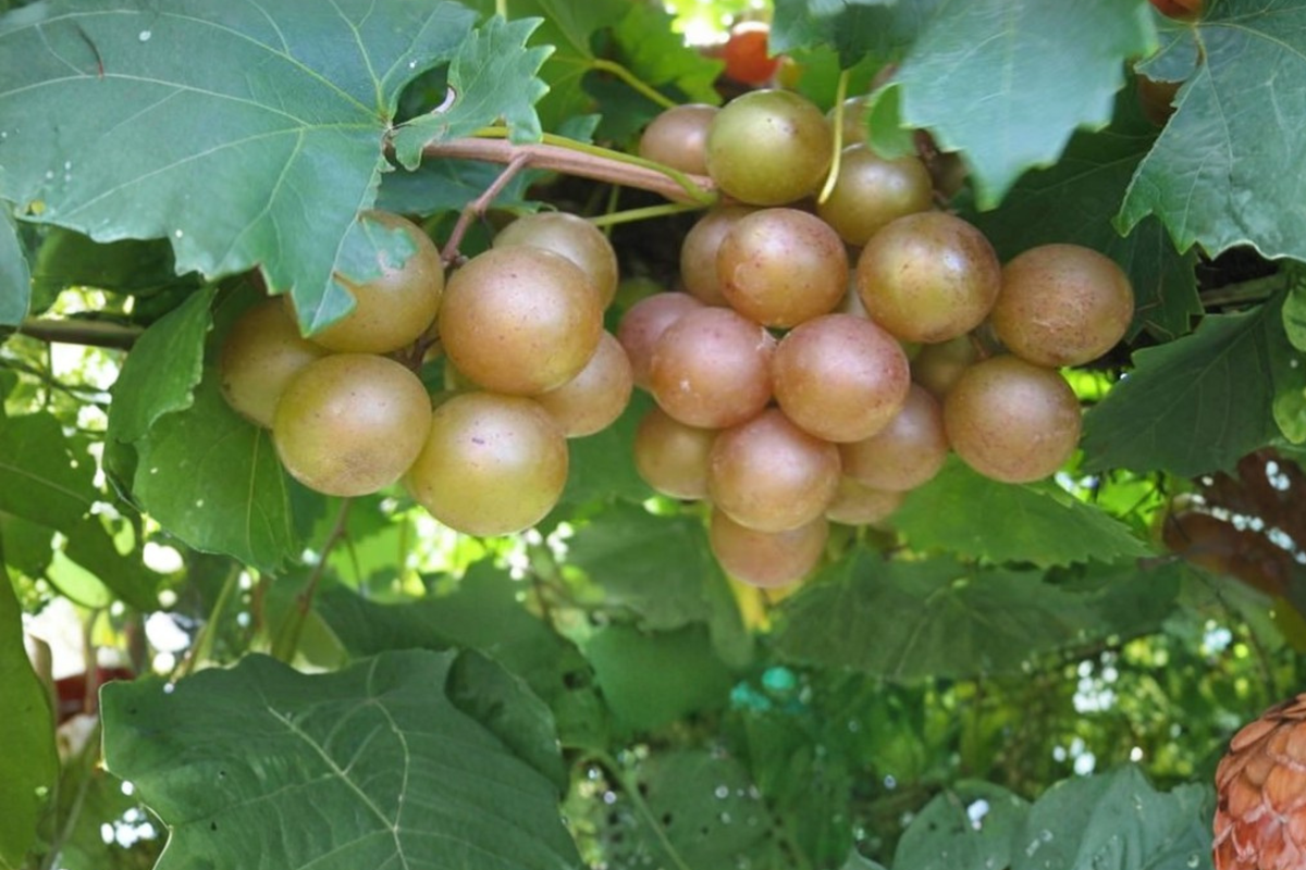 Bronze Pam Muscadine Grape Vine 1 Gal – Sweet Golden Grape Plant, Live Fruit Vine for Garden, Trellis, Backyard Vineyard