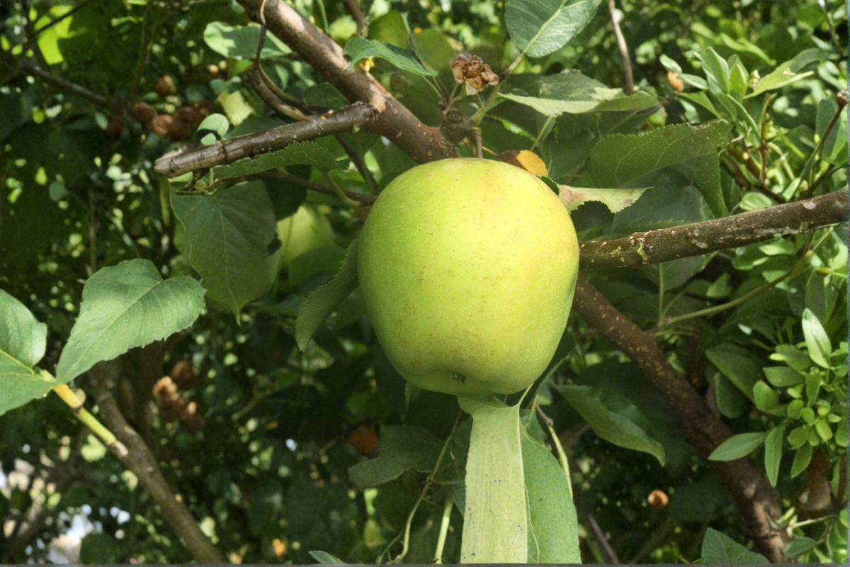 Mutsu Crisp Apple Tree Live Plant 4–5 ft 5 Gallon – Fruit Tree for Home Garden, Green Apple Tree, Outdoor Orchard Plant