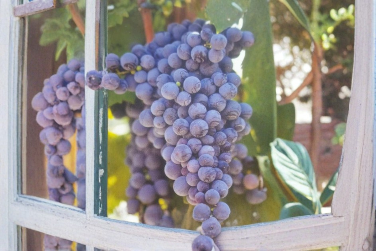 Saturn Blue Seedless Grape Vine Live Plant 1 Gallon, Seedless Grape Vine for Garden Vineyard, Climbing Fruit Vine