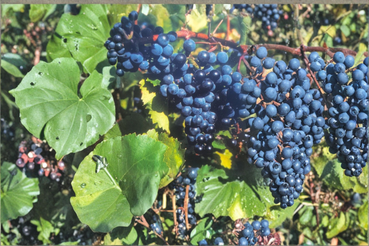 Concord Grape Vine Live Plant 3 Gal – Sweet Purple Grape Plant for Home Vineyard, Hardy Fruit Vine for Garden Growing