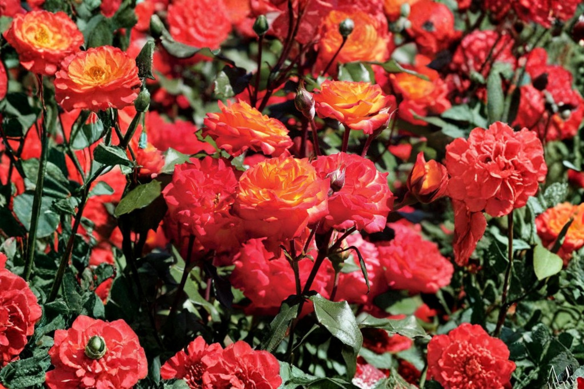 Charisma Floribunda Rose Bush 2 Gal Live Plant Red Orange Yellow Rose Shrub Garden Flowering Landscape Outdoor