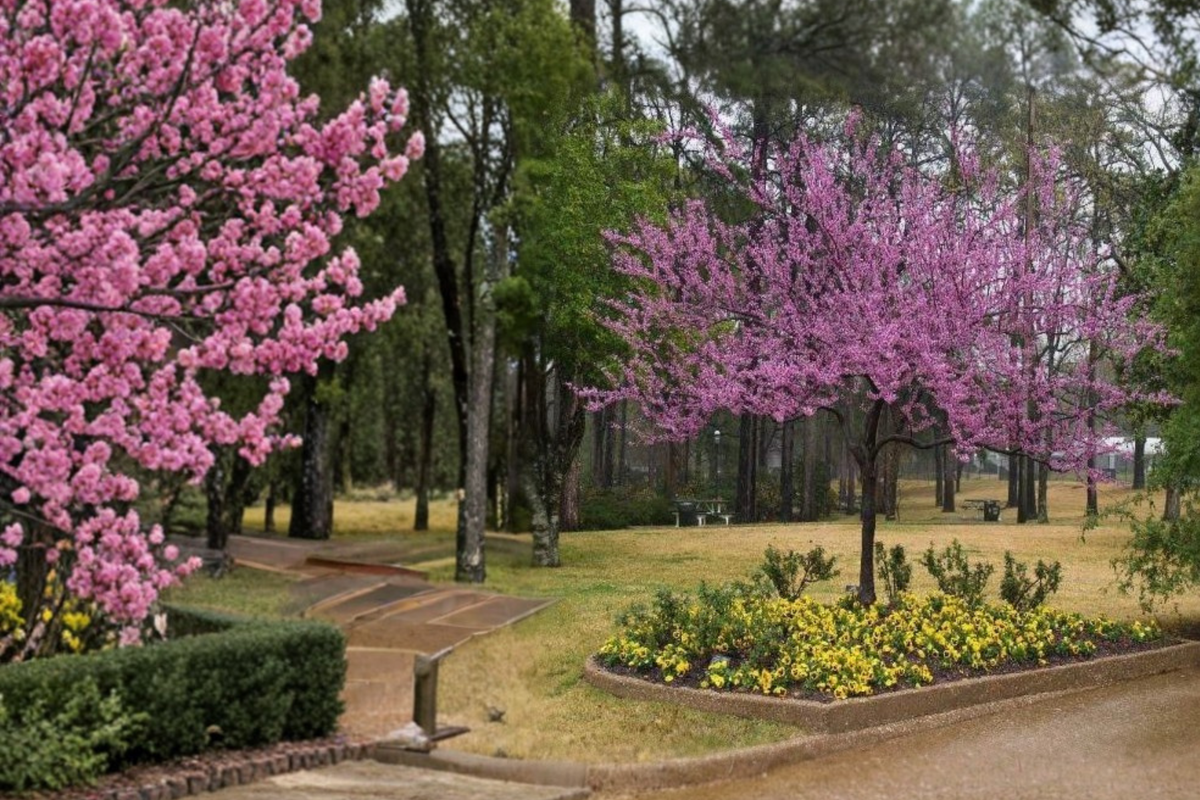 Forest Pansy Redbud Tree 4–6 ft Live – Purple Leaf Cercis canadensis, Pink Spring Flowers, Ornamental Landscape Tree