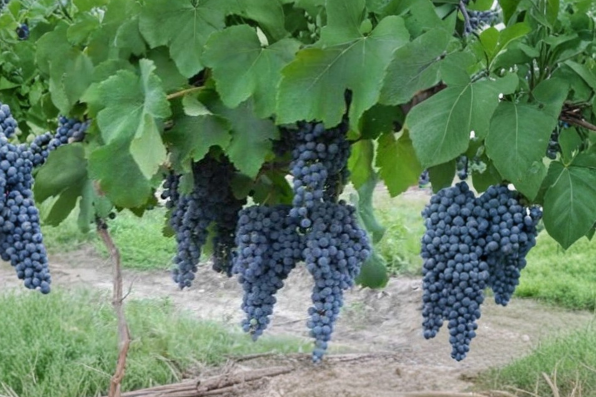 Caminare Noir Wine Grape Vine 4–6 ft Live Plant – Hardy Grape Vine for Vineyard & Garden, Climbing Fruit Vine for Trellis