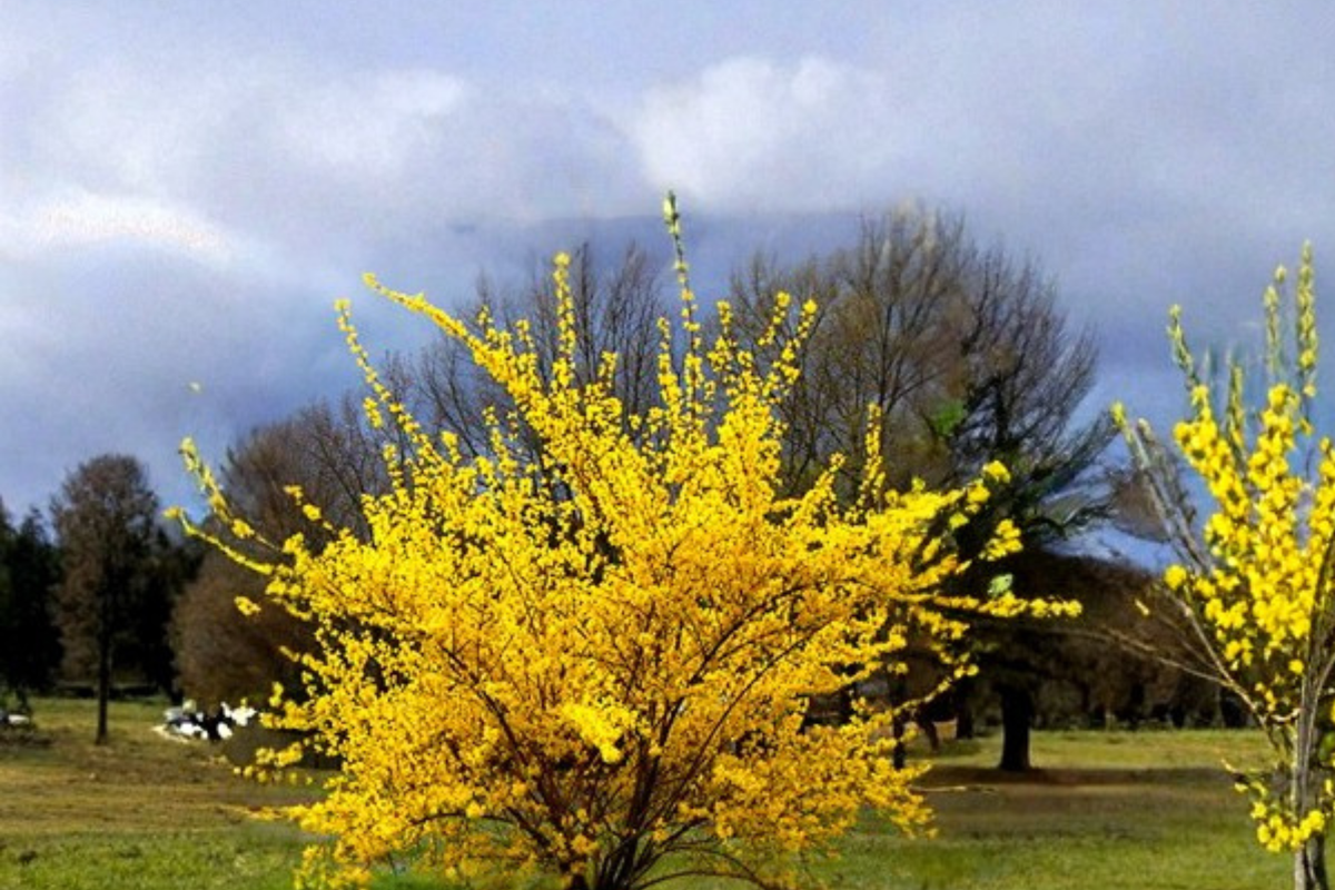 Forsythia Flowering Shrub Live Plant 2–4 Ft – Yellow Bloom Spring Flower Bush for Landscaping, Hardy Ornamental Garden Plant