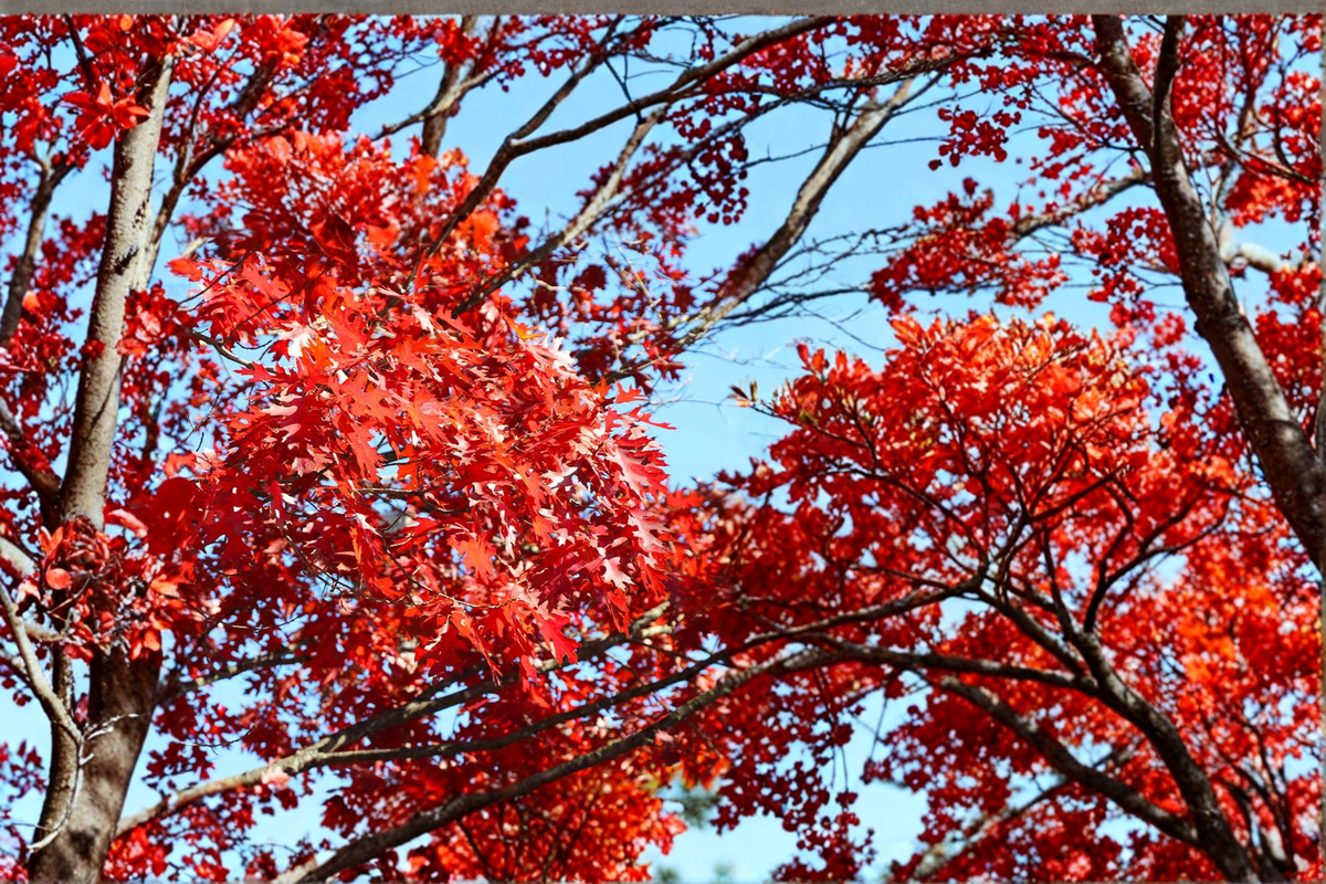 Shumard Red Oak Tree Live Plant 5 Gal 6 Ft – Fast Growing Shade Tree for Landscaping, Hardy Oak Tree for Yard Garden