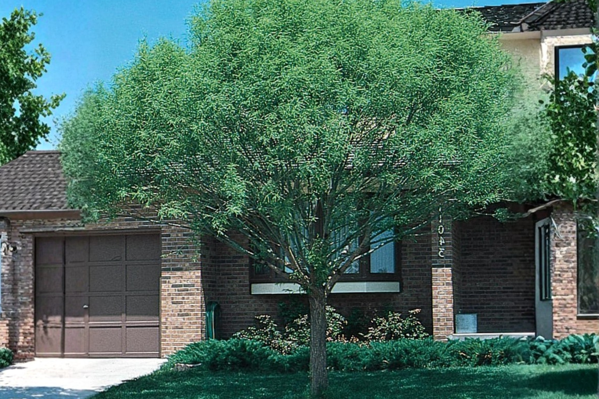 Corkscrew Willow Tree 4-5 Ft Live Plant 5 Gallon – Twisted Branch Salix Tree Landscape Ornamental Tree