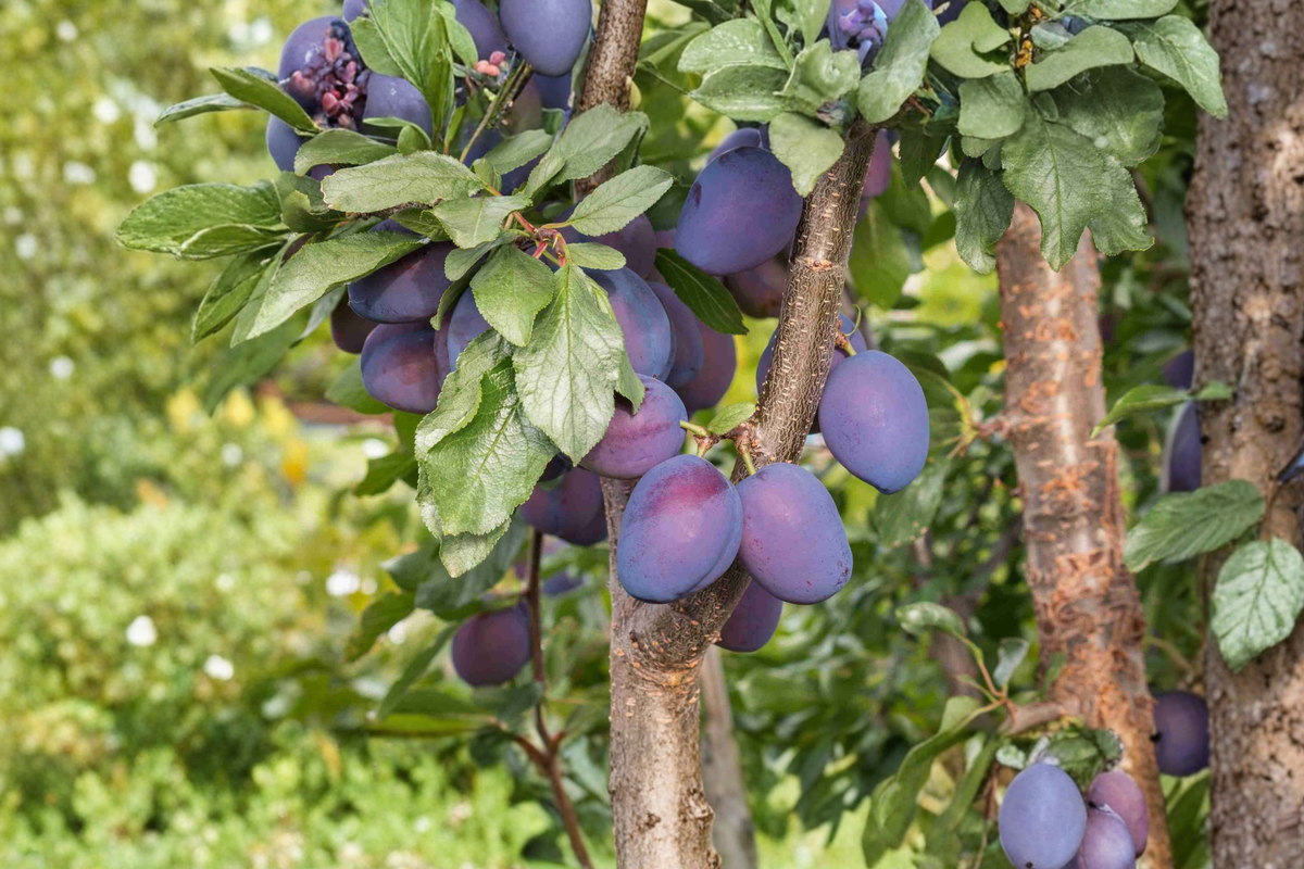 Morris Plum Tree Live Plant 2–3 Ft Fruit Tree for Garden Orchard, Deciduous Outdoor Plum Tree