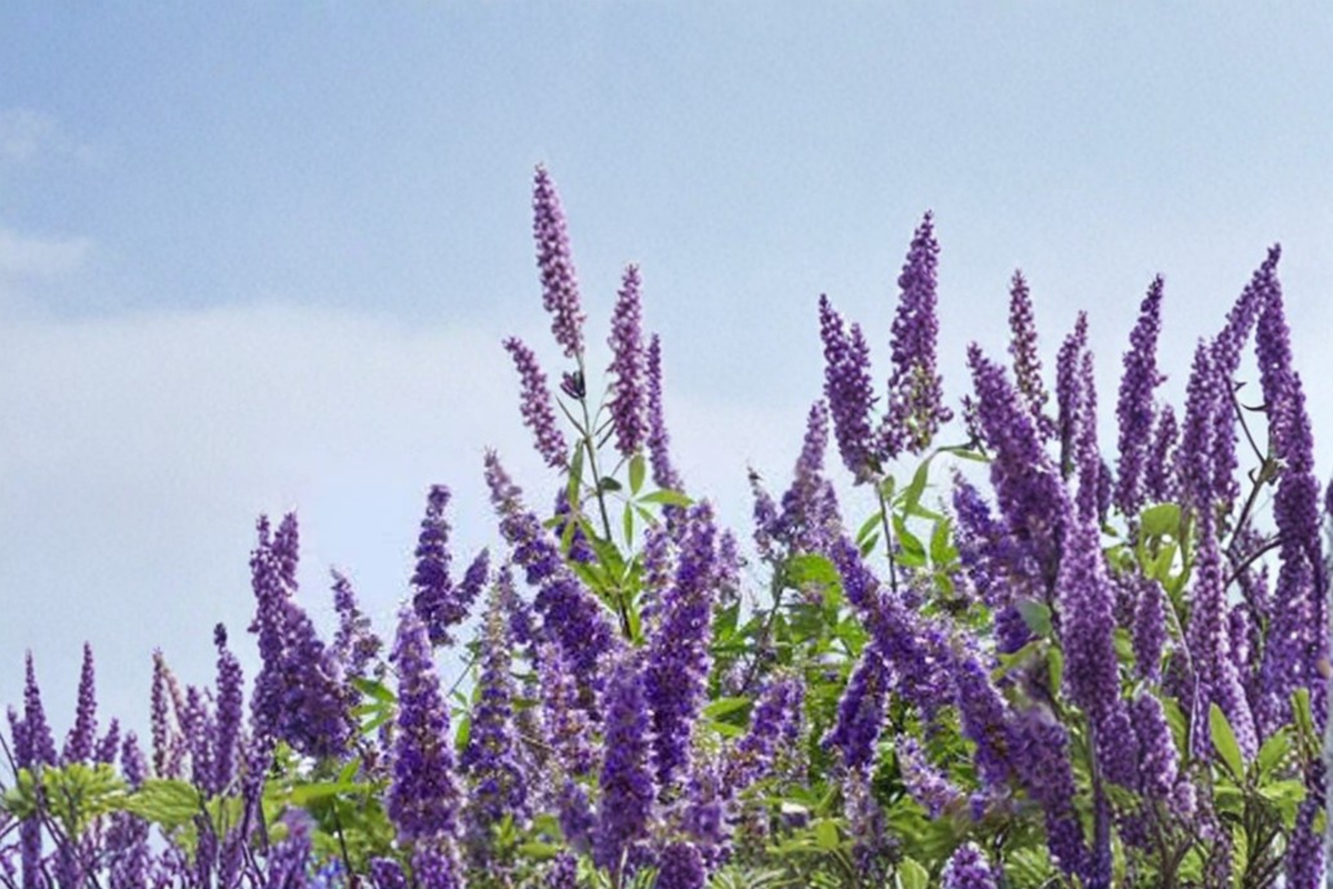 Shoal Creek Vitex Tree Live Plant 3 Gal – Purple Flowering Chaste Tree for Landscaping, Drought Tolerant Garden Tree