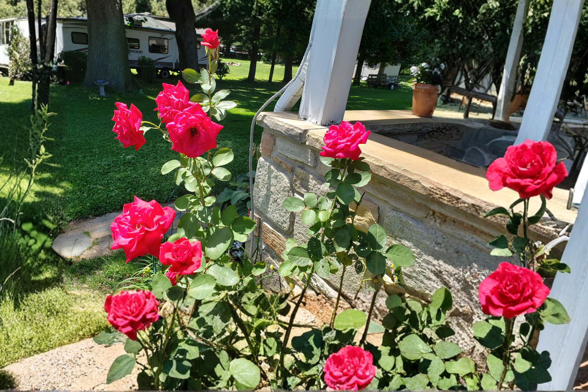 Proud Land Red Hybrid Tea Rose Plant 1 Gal Live Red Rose Bush Outdoor Garden Flowering Shrub