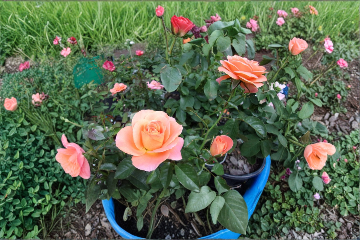 New Year Grandiflora Rose Plant 1 Gallon Live Bush – Orange Rose Flowers Garden Shrub Landscaping