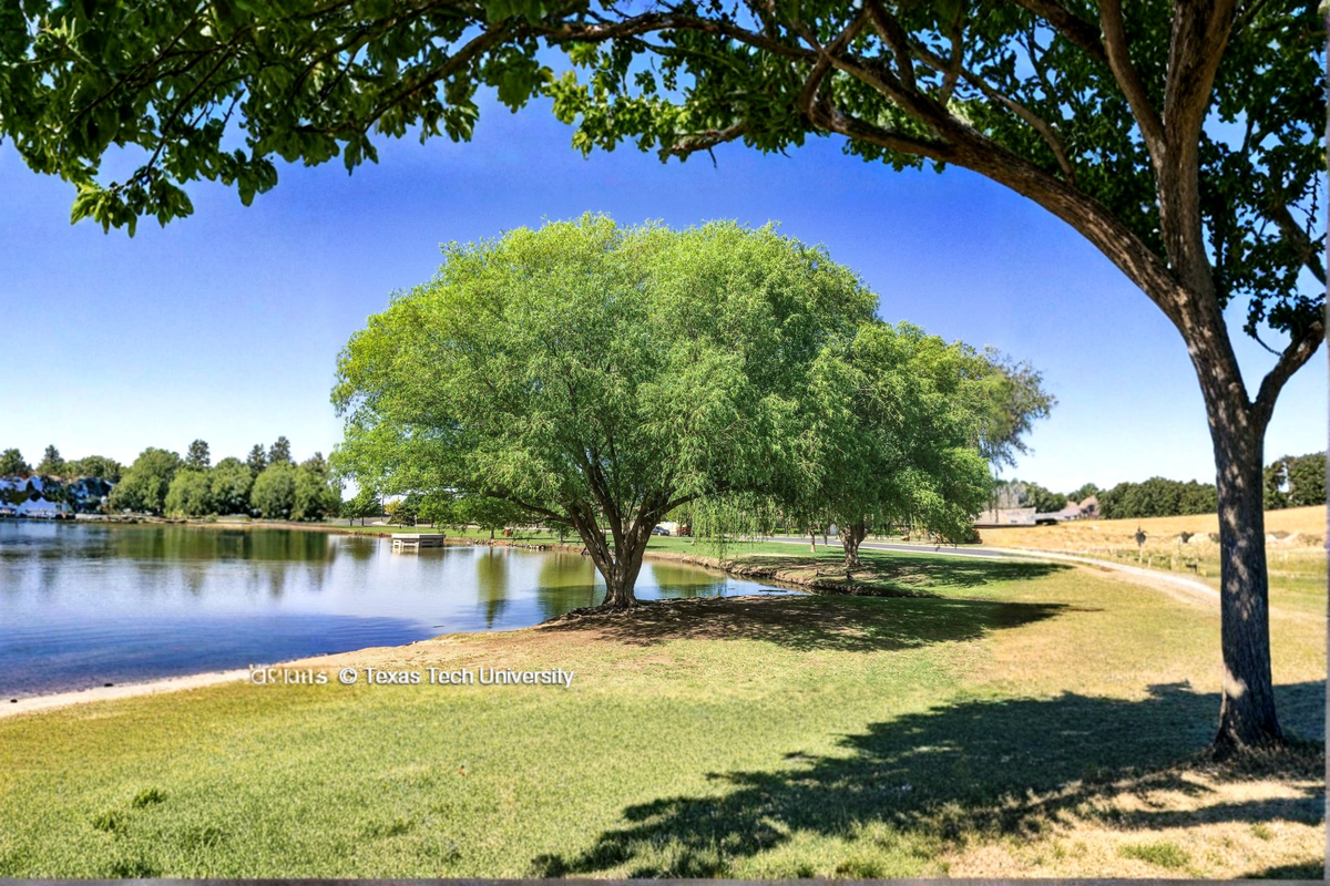 Globe Willow Tree Live Plant 4–6 ft – Fast Growing Shade Tree for Home Garden, Deciduous Landscape Tree Outdoor