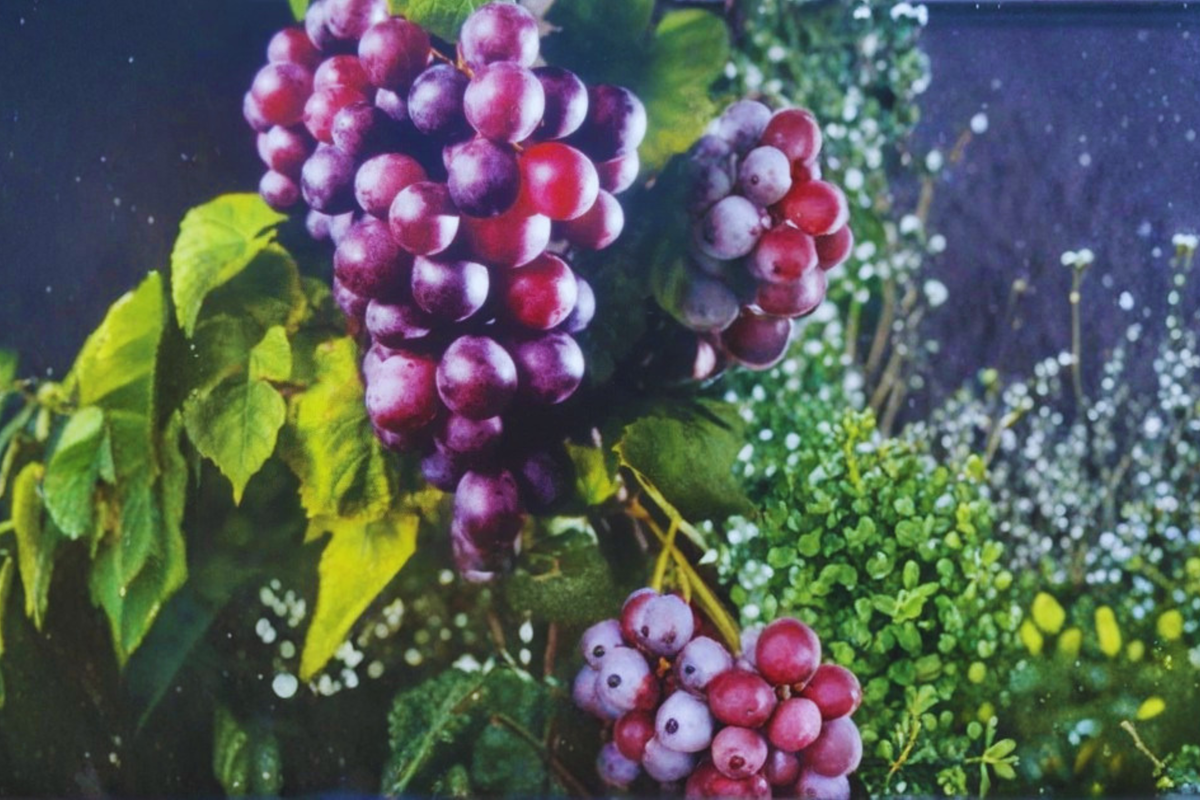 Black Southland Muscadine Grape Vine 2 Gal – Sweet Dark Fruit Vine, Live Grape Plant for Garden, Vineyard, Trellis Growing