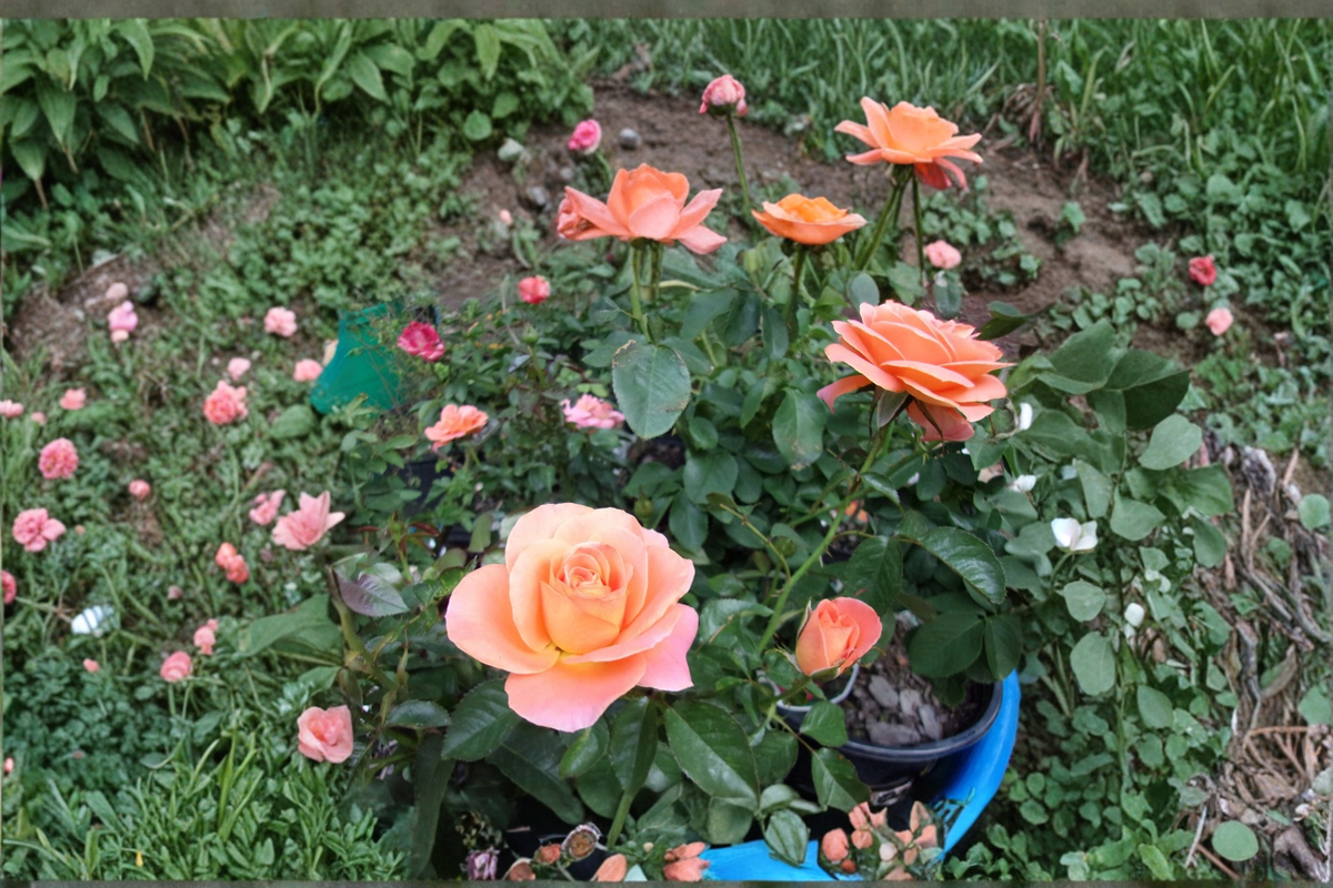 New Year Grandiflora Rose Plant 1 Gal Live Bush, Orange Bloom Rose for Garden Landscape Outdoor Flowering Shrub