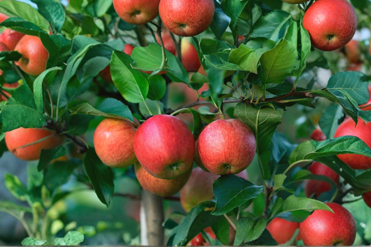 Empire Apple Tree Live Plant 4–6 Ft Fruit Tree for Garden Orchard, Deciduous Outdoor Apple Tree