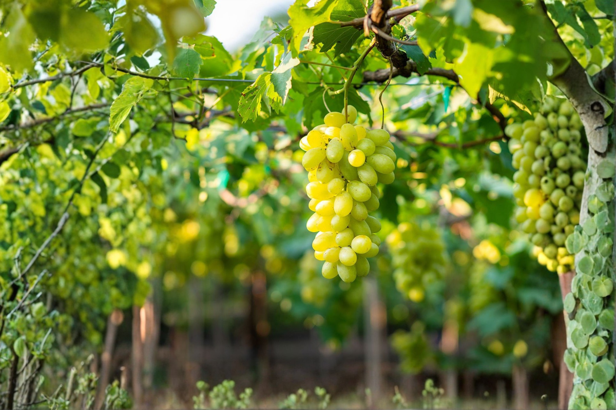 Lakemont Seedless White Grape Vine Live Plant 2 Gallon Table Grape Vine for Garden Trellis Vineyard Outdoor Climbing Vine