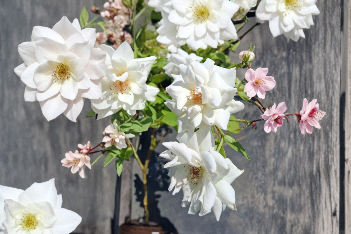 Iceberg Floribunda Rose Plant 3 Gallon Live Bush – Pure White Rose Flowers Garden Shrub Landscaping