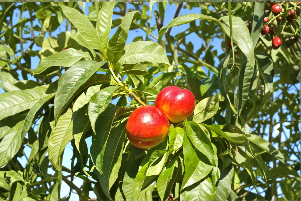 May Fire Nectarine Tree Live Plant 4–6 Ft Fruit Tree, Early Nectarine for Garden Orchard Outdoor Plant