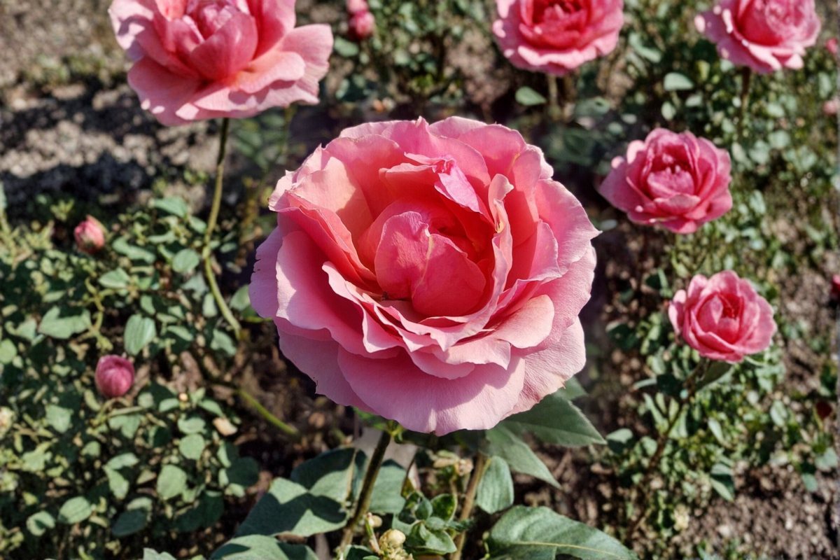 Princesse de Monaco Rose 2 Gallon Live Plant – Pink Grandiflora Rose Bush, Flowering Garden Shrub