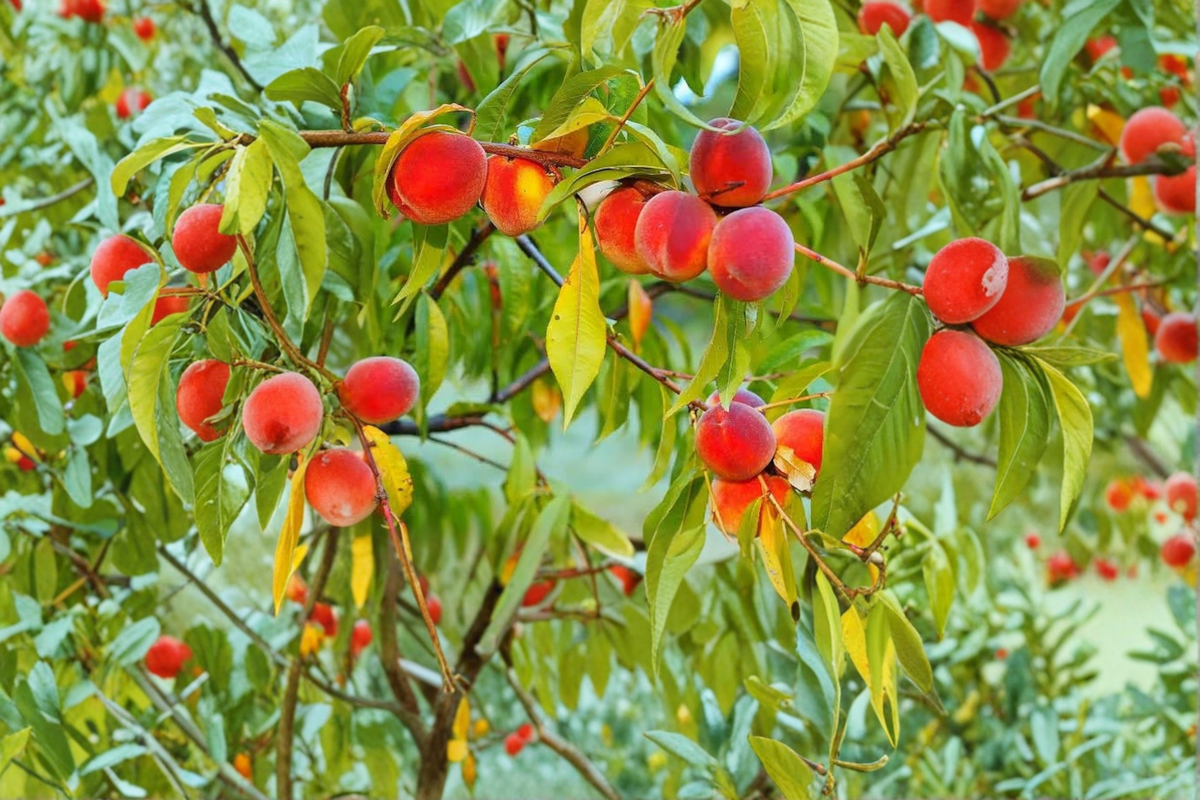 BONANZA PEACH 3'-4' Tree Live Healthy Trees Fruit Garden Plant Sweet Peaches