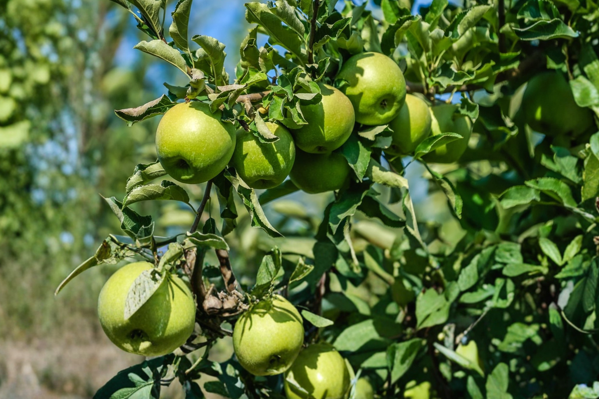 Granny Smith Apple Tree 4–6 ft Live – Green Apple Fruit Tree, Outdoor Orchard Plant, Sweet Tart Apples for Garden Growing