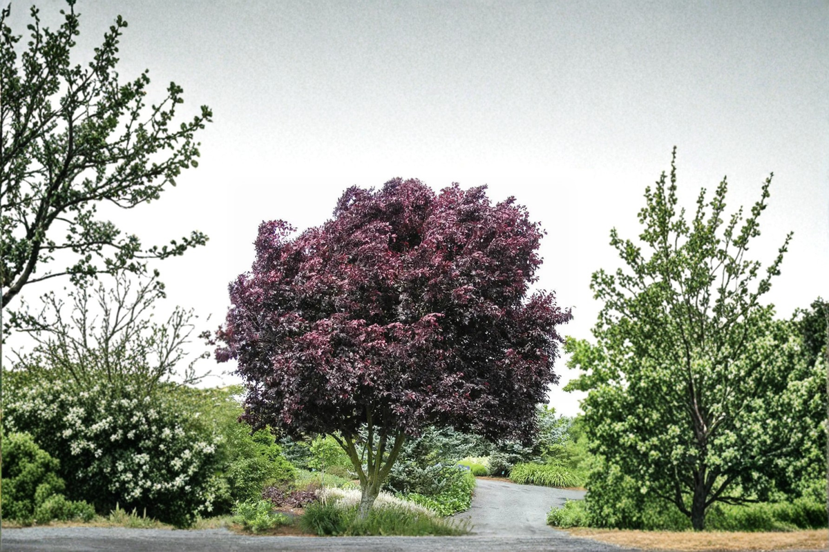 Thundercloud Purple Leaf Plum Tree 5 Gal – Ornamental Landscape Tree, Dark Purple Foliage, Pink Spring Blooms Garden Plant