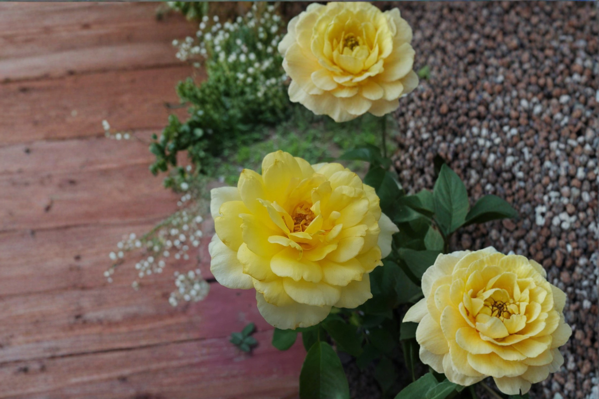 Gold Glow Hybrid Tea Rose Live Plant 3 Gal Yellow Rose Bush, Fragrant Flowering Rose for Garden Outdoor Plant