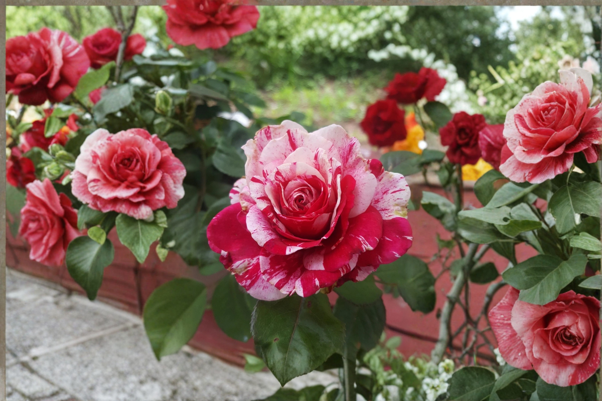 Scentimental Floribunda Rose Plant 2 Gal – Red White Striped Rose Bush Double Bloom Garden Landscape No Ship CA