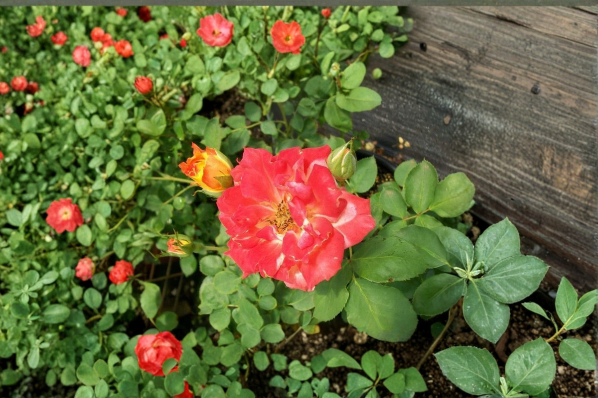 Piñata Rose Live Plant 5 Gal Yellow Orange Rose Bush, Large Bloom Flowering Shrub for Garden Outdoor Landscaping