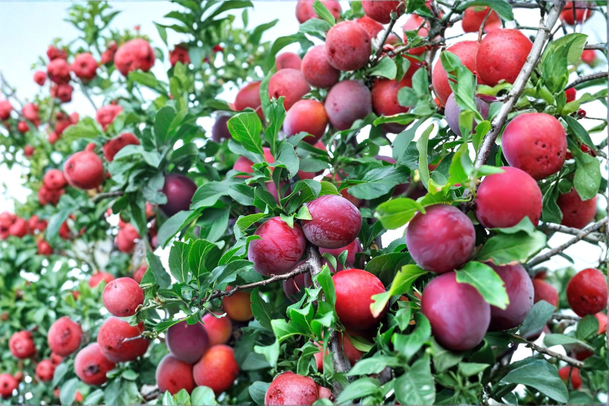 AU Rosa Plum Tree 4-6 Ft Live Fruit Tree – Sweet Red Plums Prunus salicina Garden Orchard Plant