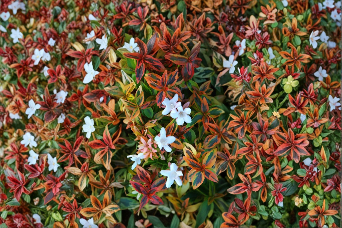 Kaleidoscope Abelia Plant 3 Gal Evergreen Shrub, Colorful Hedge Plant for Garden Borders Landscape
