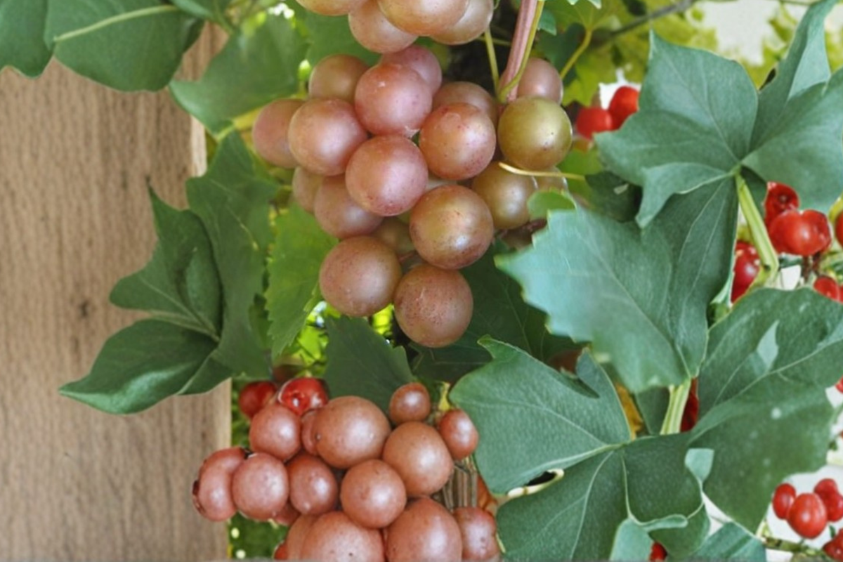 Summit Muscadine Grape Vine Live Plant 3 Gal Bronze Grape Vine for Garden Vineyard, Sweet Fruit Vine for Outdoor Growing