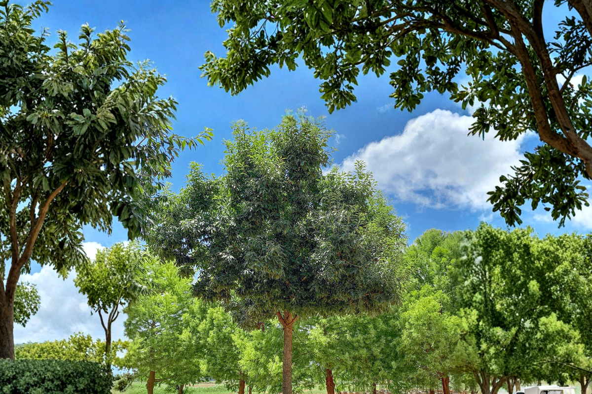 Chinquapin Oak Tree Live Plant 4-6 Ft Shade Tree Hardwood Landscape Tree Backyard Garden Outdoor Plant