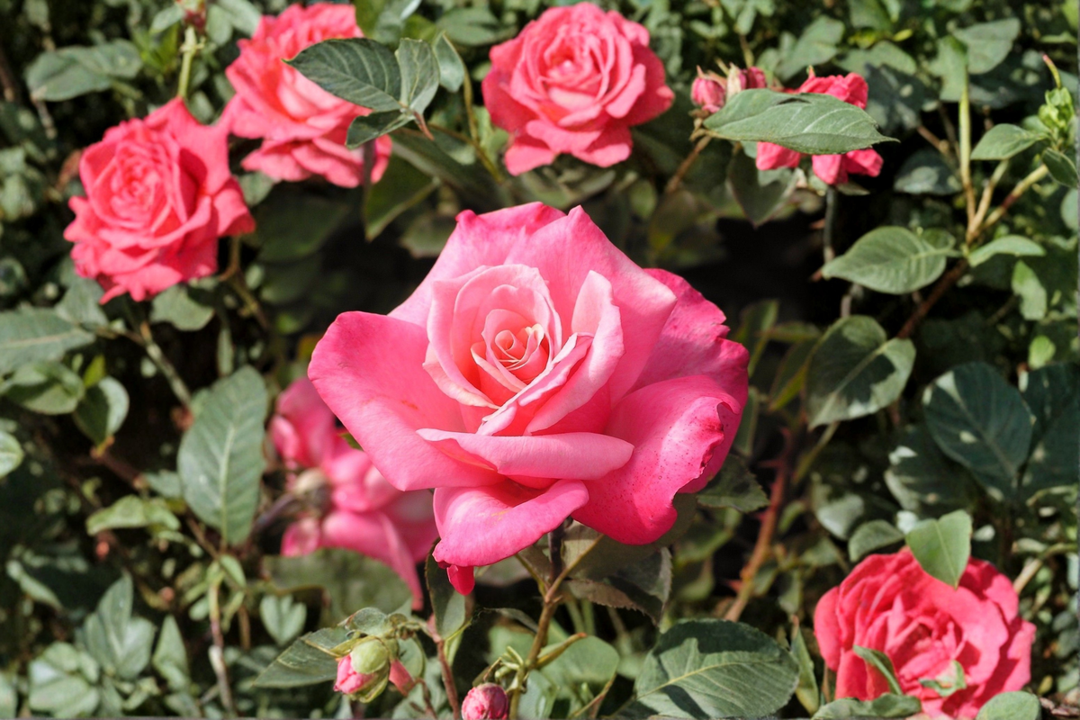 First Prize Hybrid Tea Rose Live Plant 3 Gal Pink Rose Bush, Large Bloom Flowering Rose for Garden Outdoor Plant