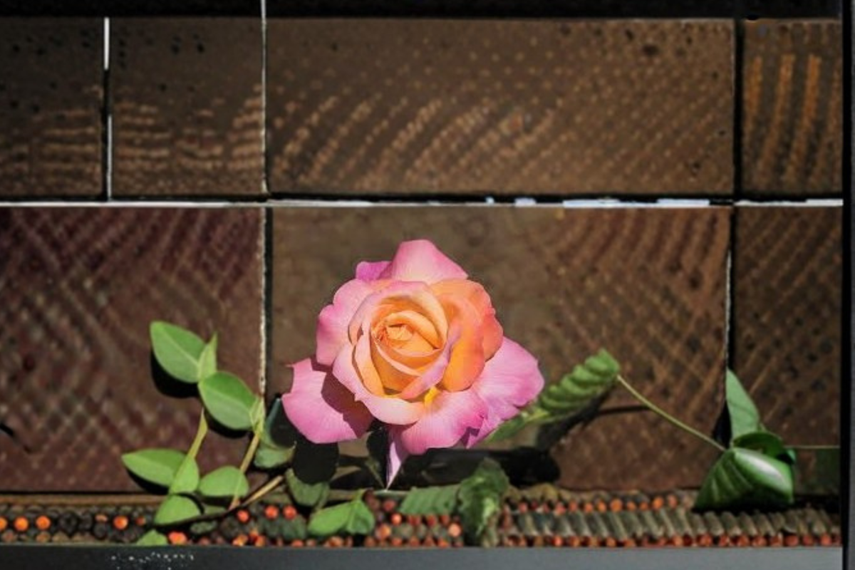 Chicago Peace Rose Live Plant 2 Gallon Pink Yellow Hybrid Tea Rose Bush for Garden Flowering Landscape