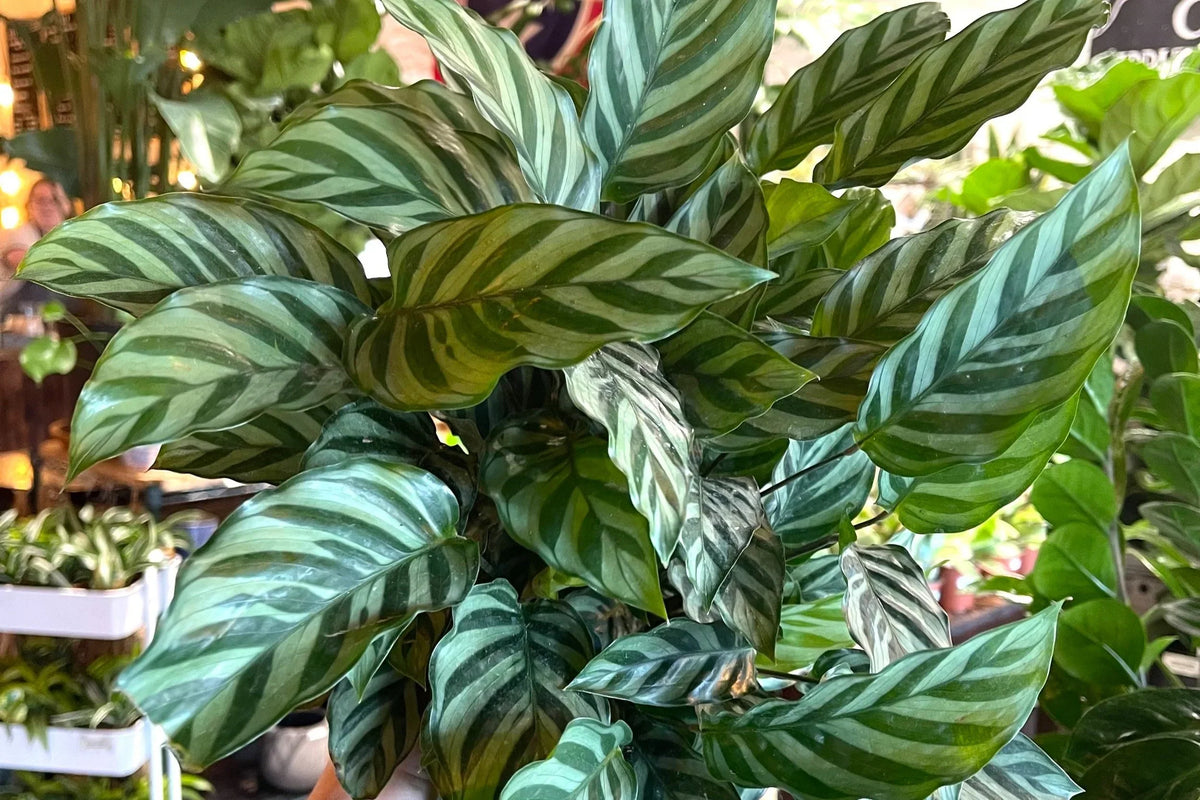 Calathea ‘Freddie’ Live Rooted Starter Plant, Easy Care Prayer Plant, Low Light Indoor Air Purifying Foliage - Calathea concinna
