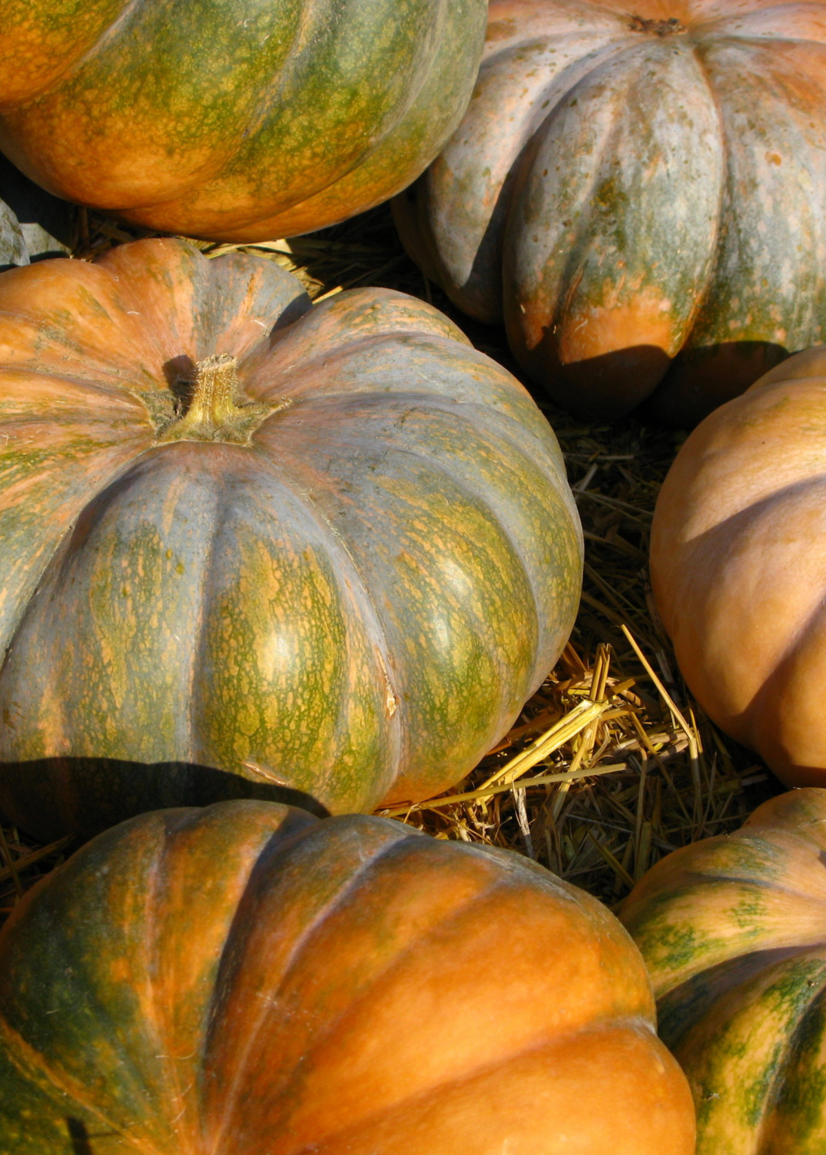 Calabaza (Cucurbita moschata)