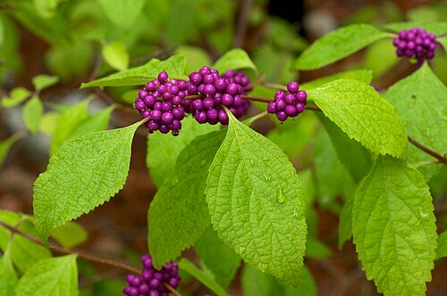 12 Live Cuttings American Beautyberry Purple Berry Shrub Callicarpa americana Wildlife Friendly Unrooted Starter