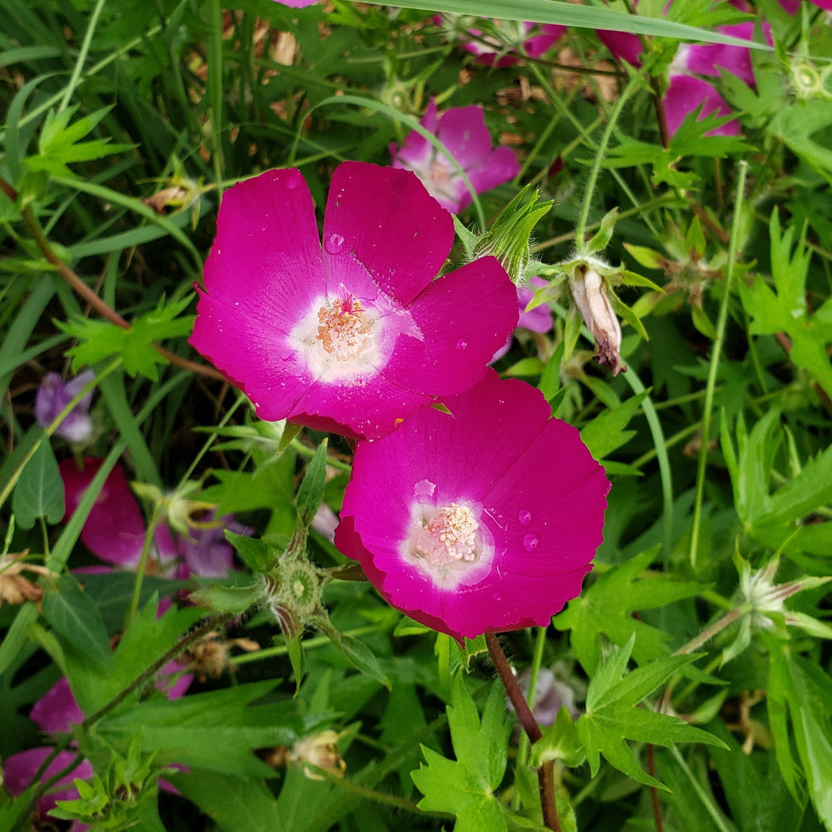15 Callirhoe involucrata Seeds | Purple Poppy Mallow | Native Wildflower for Pollinators | Non-GMO Groundcover