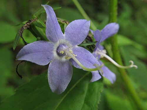 500 Campanula americana Seeds | Tall Bellflower | Pollinator-Friendly Native Perennial Wildflower | Non-GMO Seeds